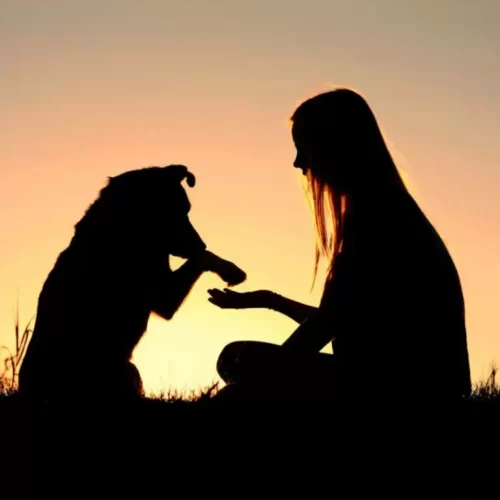 rieti-agenzia-funebre-oasi-funerali-per-animali-contigliano-rieti (1)b
